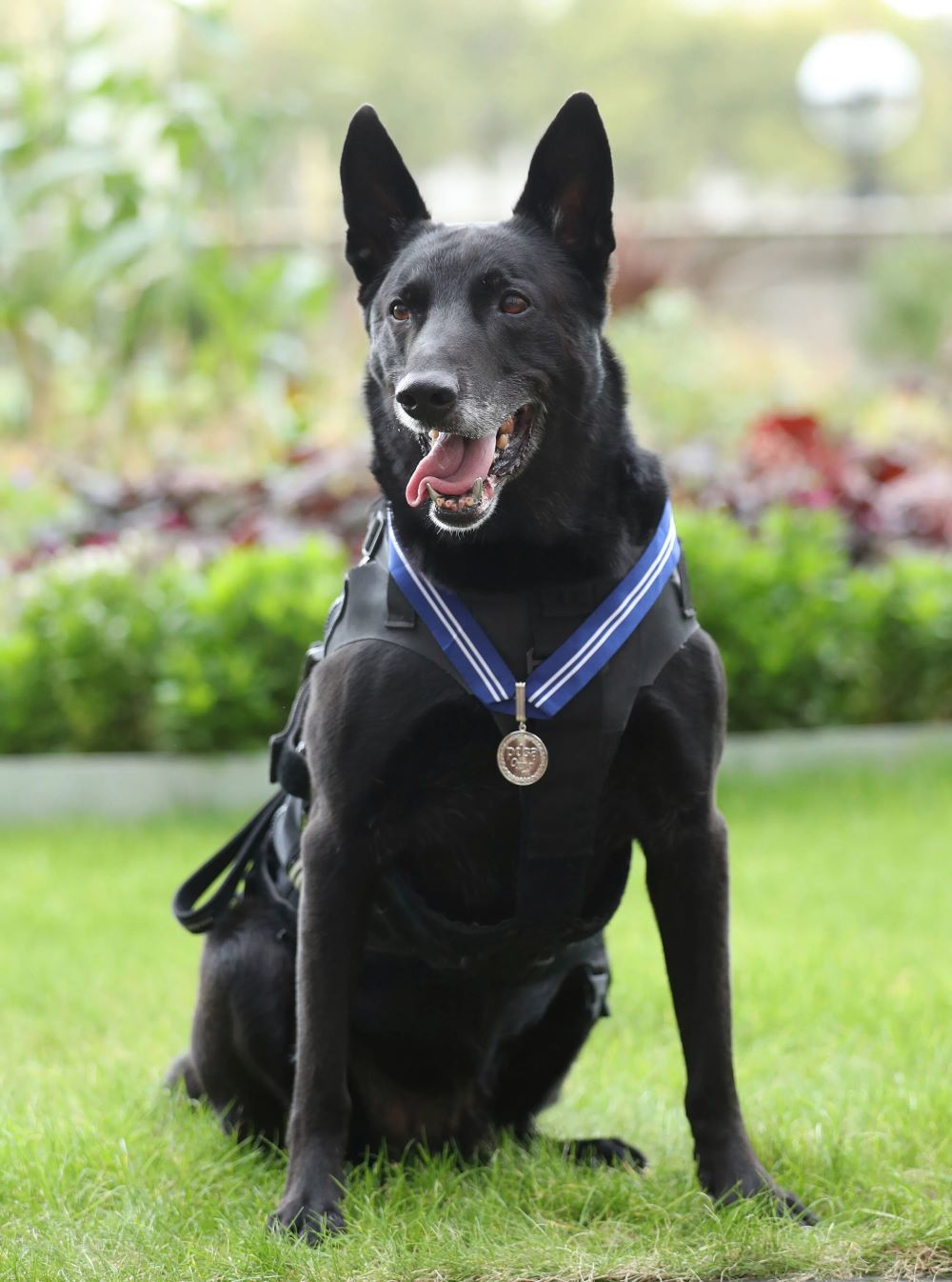 German Shepard Full Body